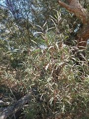 Acacia provincialis