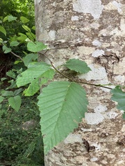 Alnus rubra