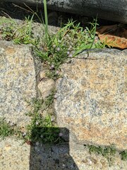 Spergularia rubra