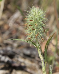 Trifolium angustifolium