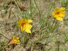 Zephyranthes tubispatha