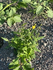 Hieracium umbellatum