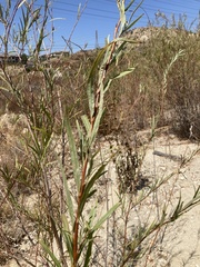 Salix exigua