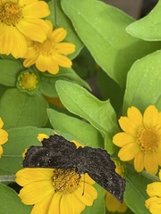 Staphylus hayhurstii