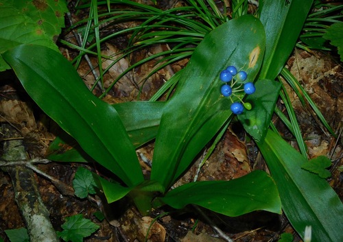 Speckled Wood Lily