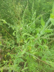 Oenothera curtiflora