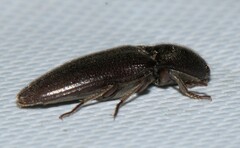 Elaterinae