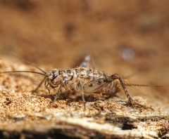 Gryllomorpha dalmatina