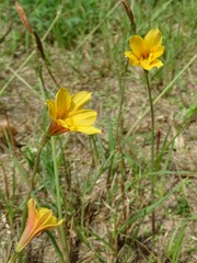 Zephyranthes tubispatha