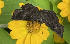 Staphylus hayhurstii