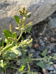 Atriplex prostrata