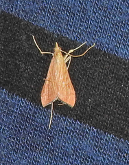 Antigastra catalaunalis