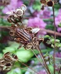 Graphosoma italicum italicum
