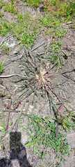 Echinochloa crus-galli
