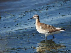 Phalaropus tricolor