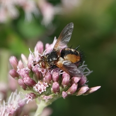 Tachina fera