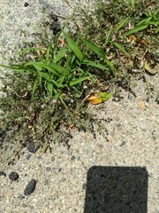 Spergularia rubra