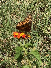 Euptoieta claudia