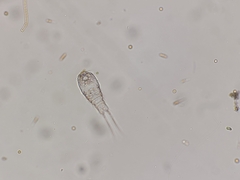 Copepoda