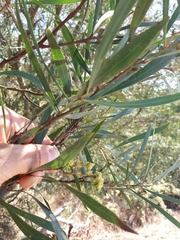 Acacia provincialis