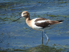 Recurvirostra americana