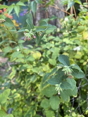 Symphoricarpos occidentalis
