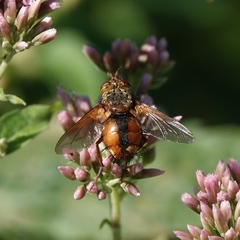 Tachina fera