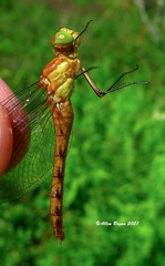 Sympetrum rubicundulum
