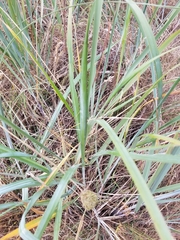 Leymus mollis