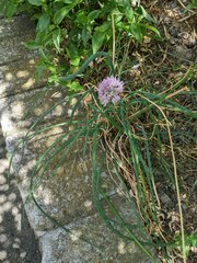 Allium schoenoprasum