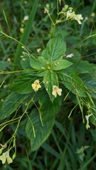 Impatiens parviflora