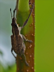 Charagmus gressorius