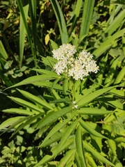 Sambucus ebulus