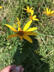 Heliopsis helianthoides