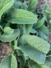 Symphytum officinale