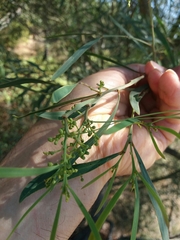 Acacia provincialis