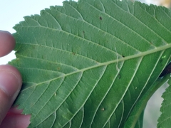 Aceria ulmi