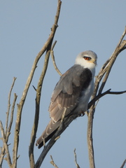 Elanus caeruleus caeruleus