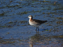 Phalaropus tricolor