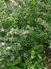 Nepeta racemosa