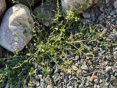 Atriplex prostrata
