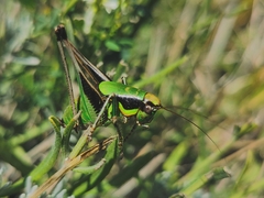 Eupholidoptera chabrieri