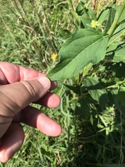 Heliopsis helianthoides