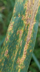 Puccinia