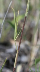 Trifolium angustifolium