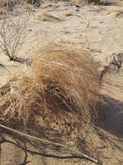 Tidestromia suffruticosa