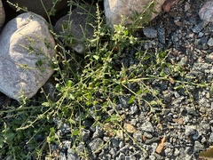 Atriplex prostrata