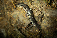 Plethodon punctatus
