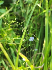 Veronica scutellata