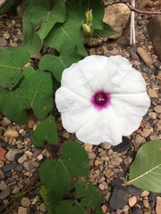 Ipomoea pandurata